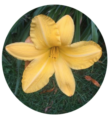 Logo of Zoom Quaker Quest - Image of a day lily blossom