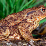 Image of a toad in habitat