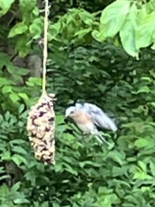 bird about to feed on pine cone loaded with peanut butter