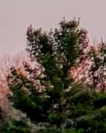Dayspring