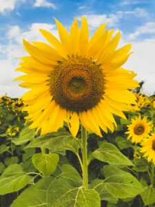 A sunflower in a field of flowers - set against a blue sky, By Aaron Burden - courtesy of Unsplash
